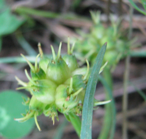 Oenanthe globulosa / Finocchio acquatico globoso