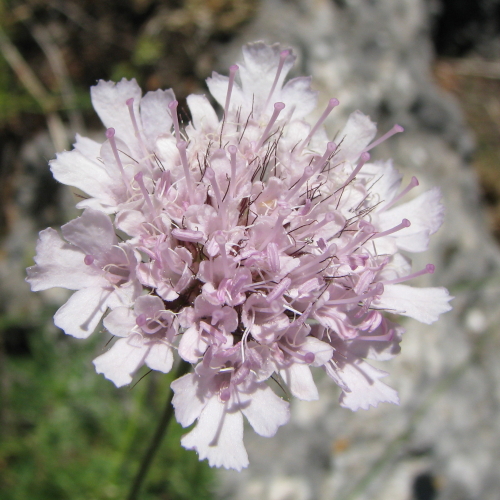 Lomelosia crenata