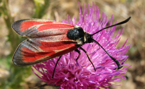 Zygaenidae : Zygaena erythrus