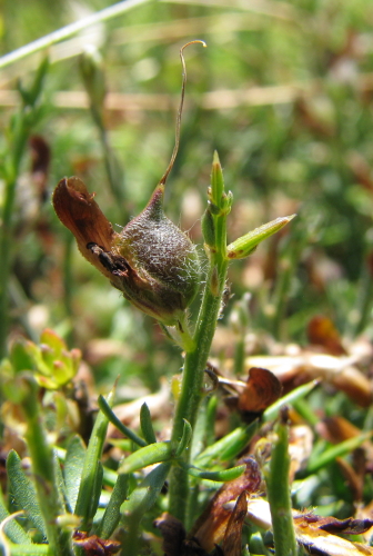 Genista cupanii Gussone