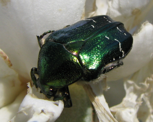 Cetonia aurata sicula ?