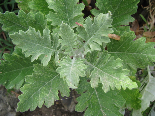 Jacobaea maritima subsp. bicolor / Cineraria