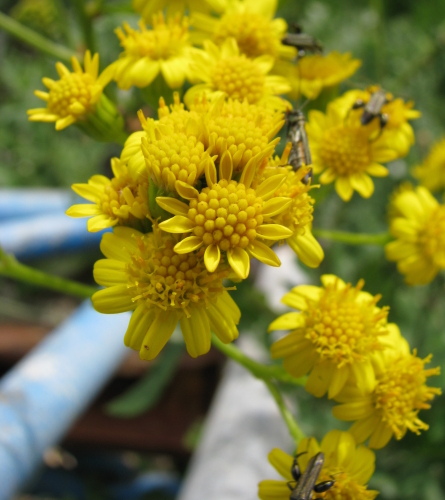 Jacobaea maritima subsp. bicolor / Cineraria