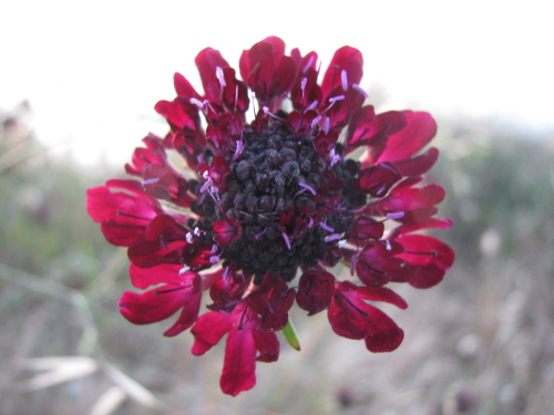 Sixalix atropurpurea