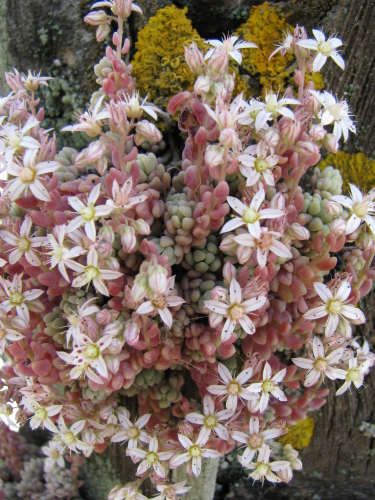 Sedum dasyphyllum...su palma