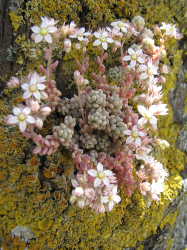 Sedum dasyphyllum...su palma