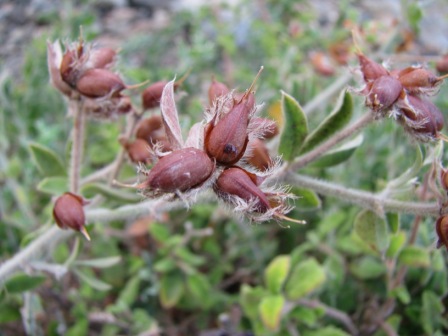 Pantelleria..Lotus hirsutus (=Dorycnium hirsutum)