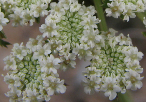 Daucus carota s.l.,  Pantelleria