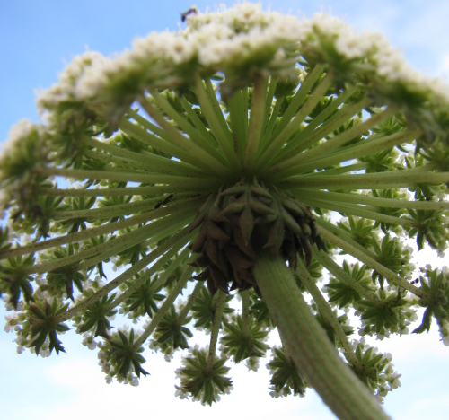 Daucus carota s.l.,  Pantelleria