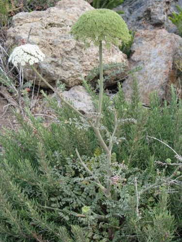 Daucus carota s.l.,  Pantelleria