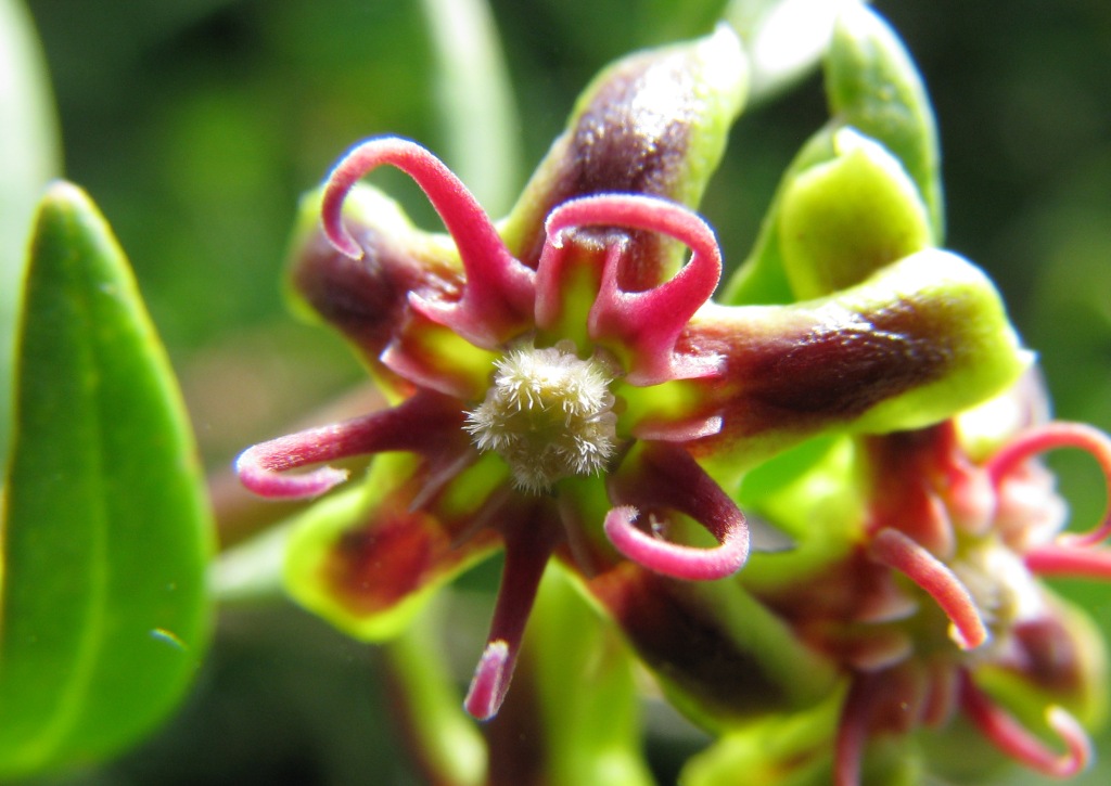 Periploca angustifolia Labill.