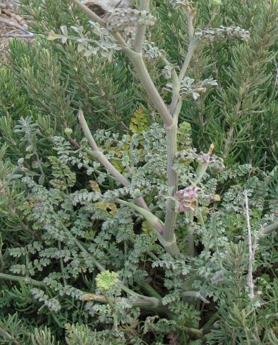 Daucus carota s.l.,  Pantelleria