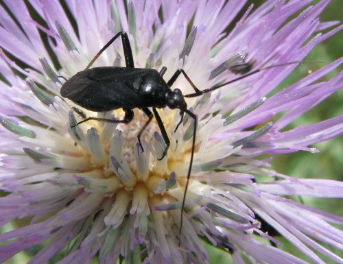 Miridae: Calocoris nemoralis del lago Arancio...