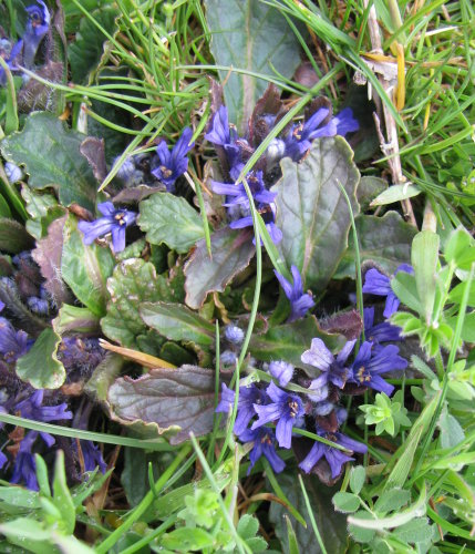 quota 1400 Sicilia - Ajuga tenorei