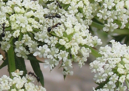 Daucus carota s.l.,  Pantelleria