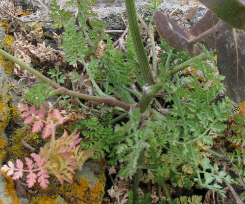 Daucus carota s.l.,  Pantelleria