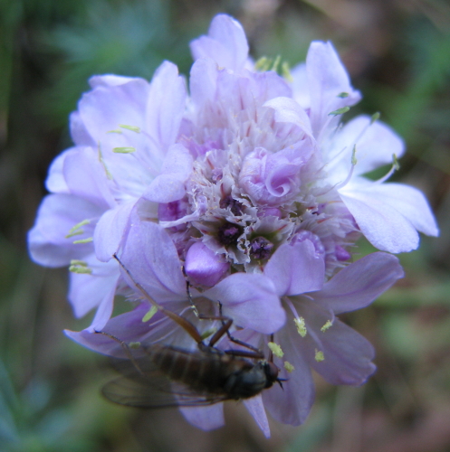 Armeria nebrodensis