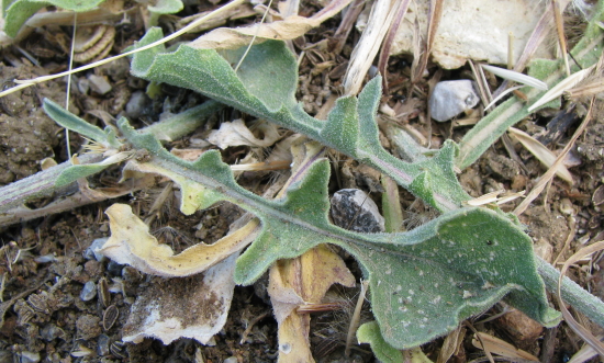 Centaurea sicula / Fiordaliso siculo
