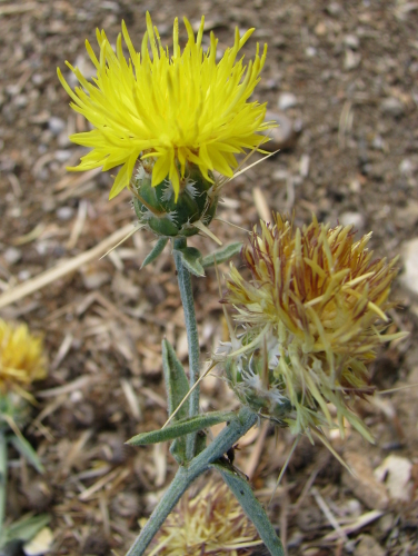 Centaurea sicula / Fiordaliso siculo
