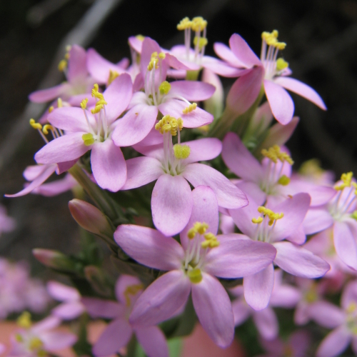 Centaurium sp.