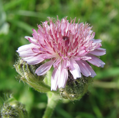 Crepis vesicaria.subsp. bivoniana / Radicchiella di Bivona