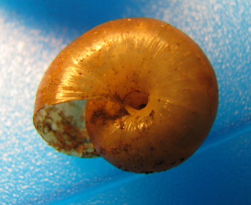 Oxychilus fuscosus da M.Pellegrino