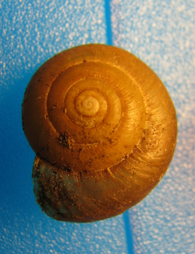 Oxychilus fuscosus da M.Pellegrino