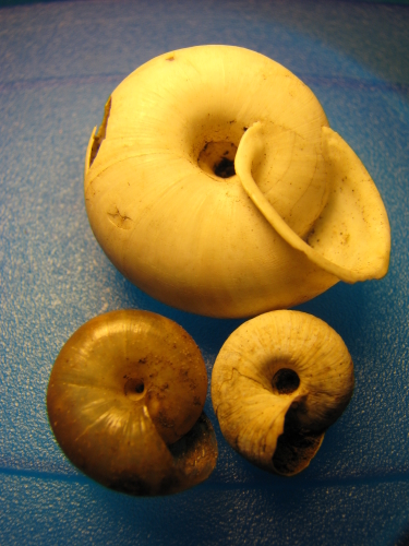 bassa trocospira...