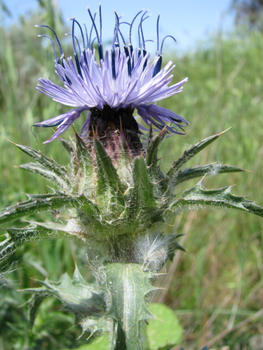 Carthamus coeruleus / Cardoncello azzurro