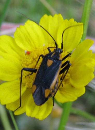 Miridae: Calocoris nemoralis del lago Arancio...