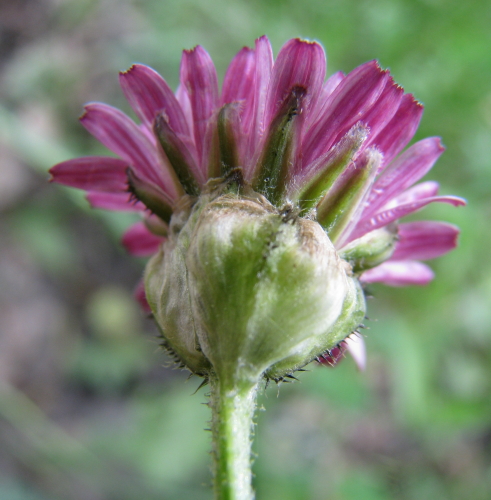 Crepis vesicaria.subsp. bivoniana / Radicchiella di Bivona