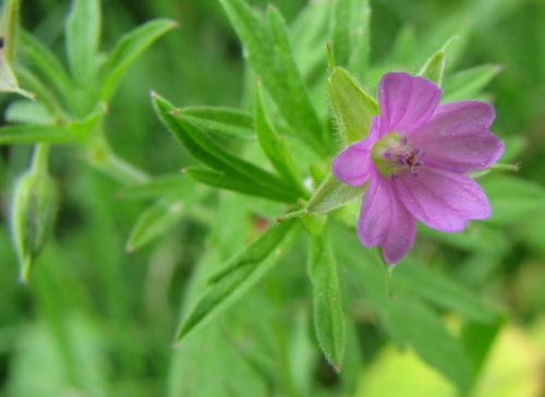 geraniaceae - Geranium cfr. dissectum