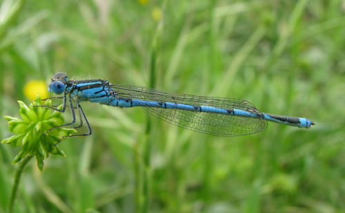 Coenagrion? - Erythromma lindenii (maschio)