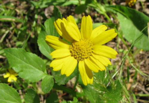 compositae