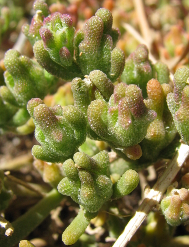 Flora usticense - Mesembryanthemum nodiflorum