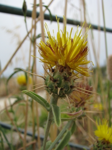 Centaurea sicula / Fiordaliso siculo
