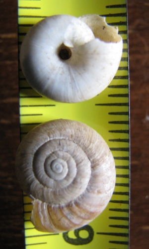 aiuola urbana2