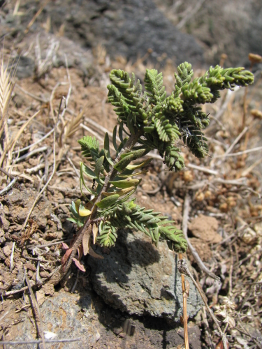 Thymelaea hirsuta (L.)Endl. / Spazzaforno