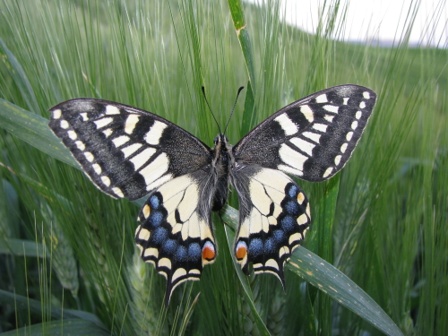 Papilio hospiton e machaon