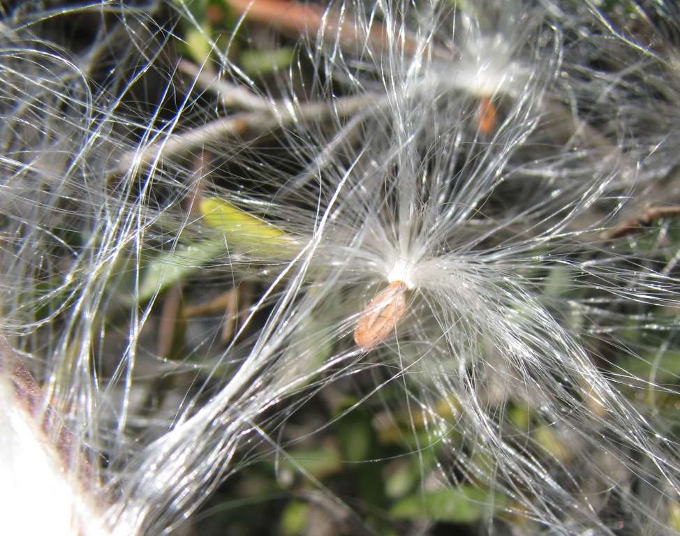 Periploca angustifolia Labill.