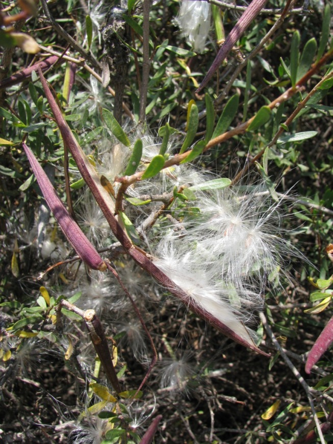 Periploca angustifolia Labill.