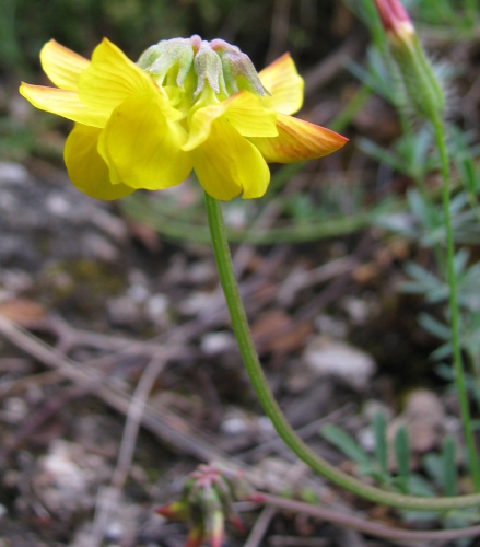 leguminosae2 - Hippocrepis sp.