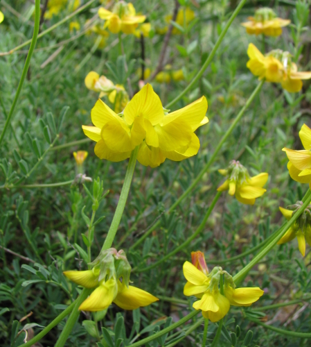 leguminosae2 - Hippocrepis sp.