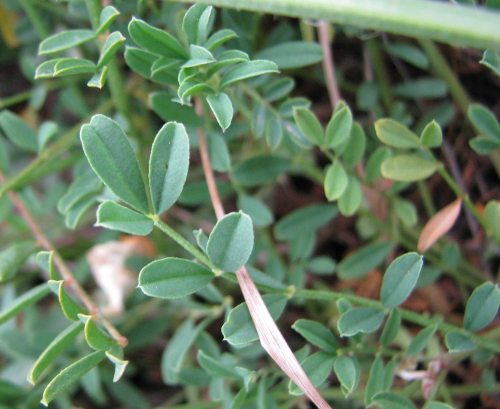 leguminosae2 - Hippocrepis sp.
