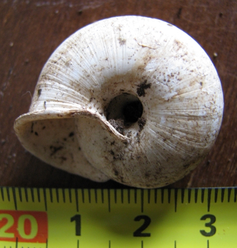 bassa trocospira...