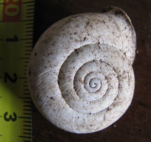 bassa trocospira...