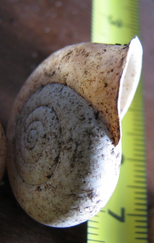 bassa trocospira...