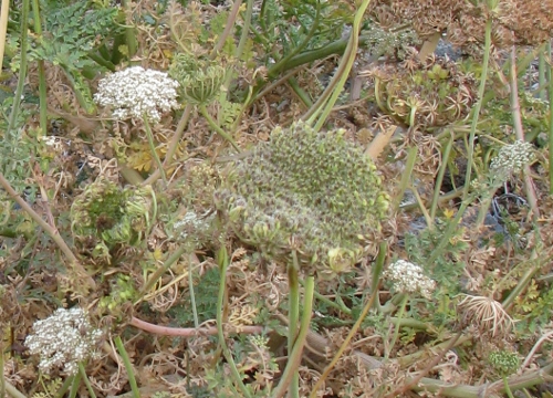 Daucus carota s.l.,  Pantelleria