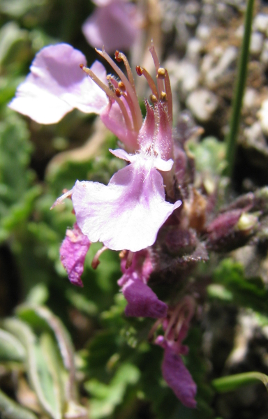 Teucrium chamaedrys / Camedrio comune, Querciola
