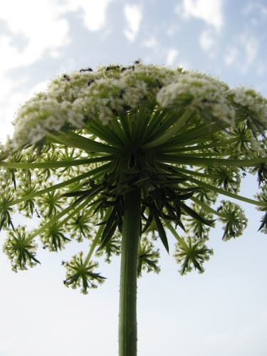 Daucus carota s.l.,  Pantelleria